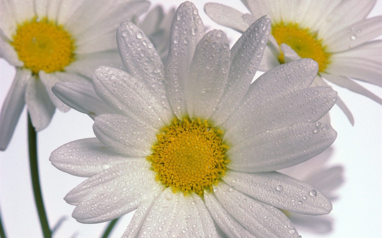 Flowers close-up (9) #5 - 1280x800