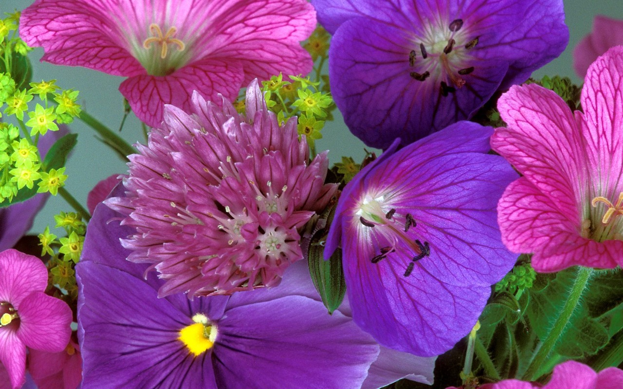 Květiny close-up (9) #10 - 1280x800
