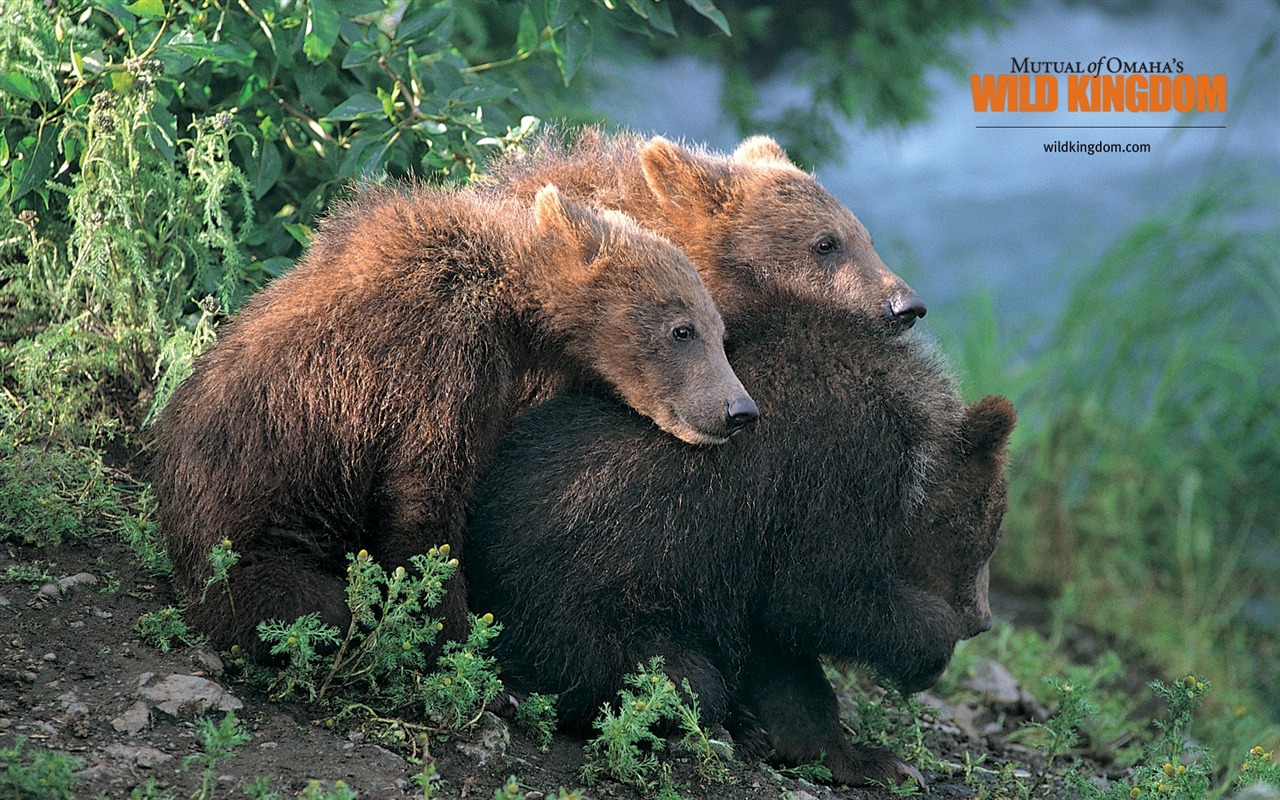 ワイルドイギリスの動物の壁紙 #3 - 1280x800