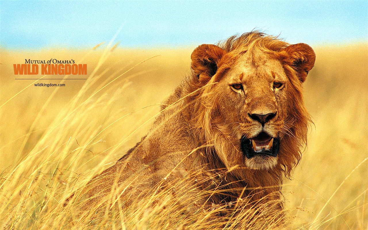 Wild Kingdom 动物壁纸11 - 1280x800