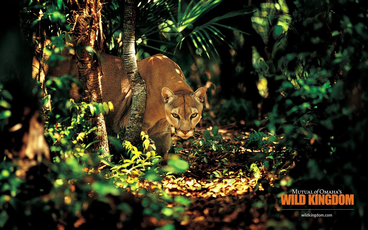 Wild Kingdom Animal Wallpapers #15 - 1280x800