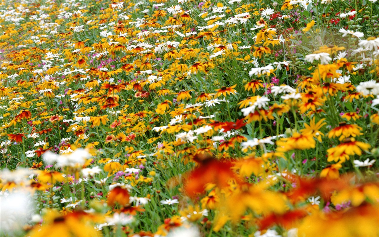 Flores close-up (12) #13 - 1280x800