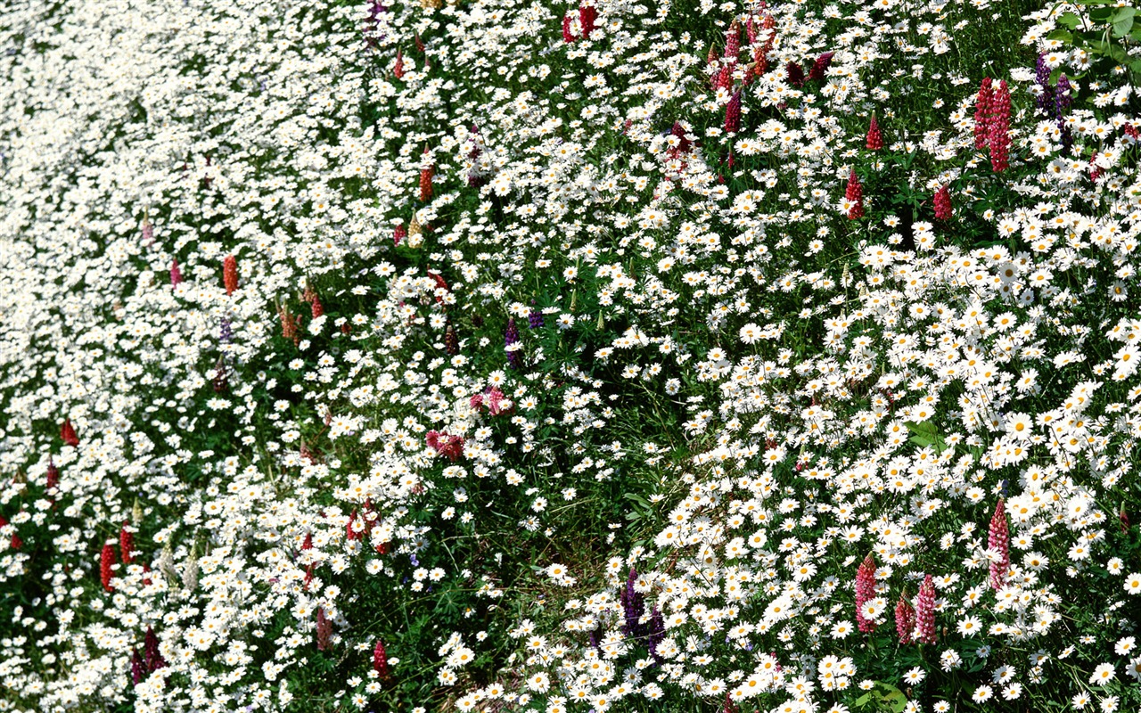 Flowers close-up (12) #16 - 1280x800