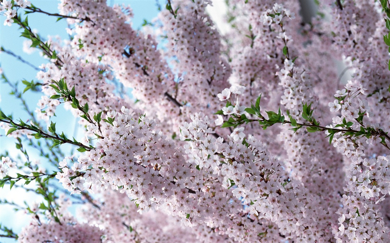 Květiny close-up (12) #18 - 1280x800