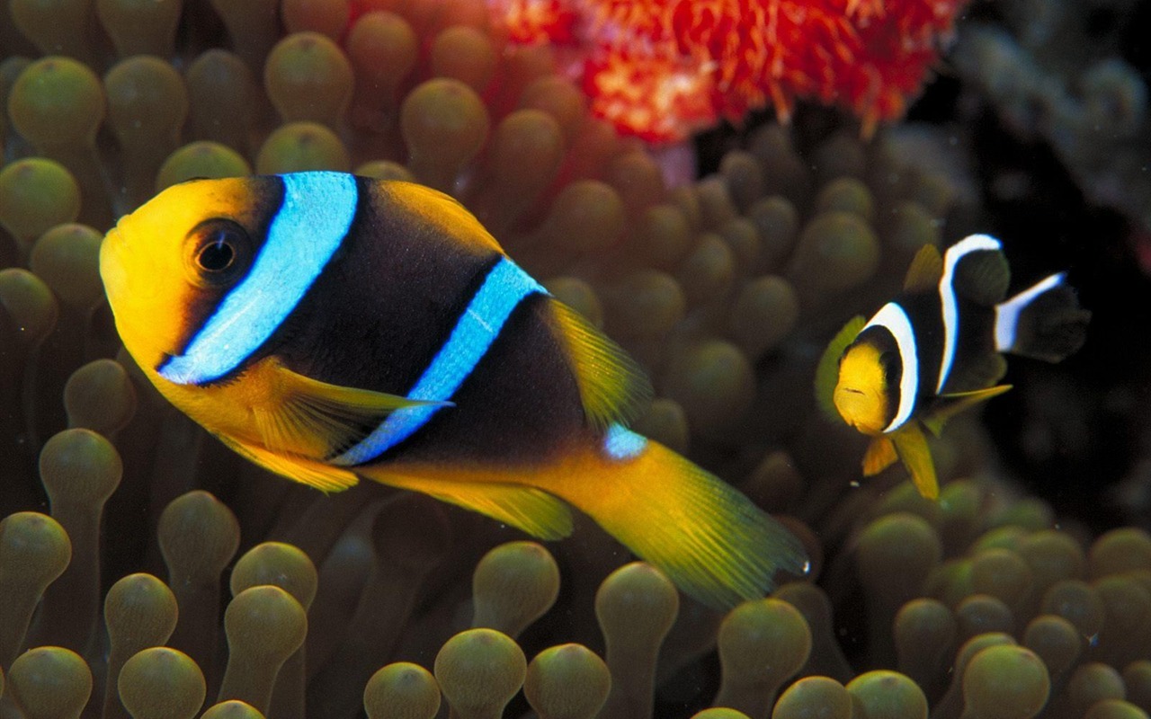 Цветной альбомы тропических рыб обои #13 - 1280x800