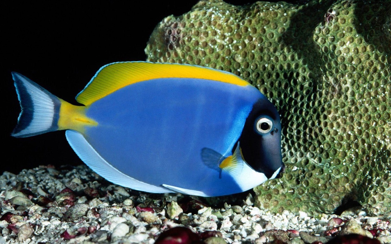Цветной альбомы тропических рыб обои #14 - 1280x800