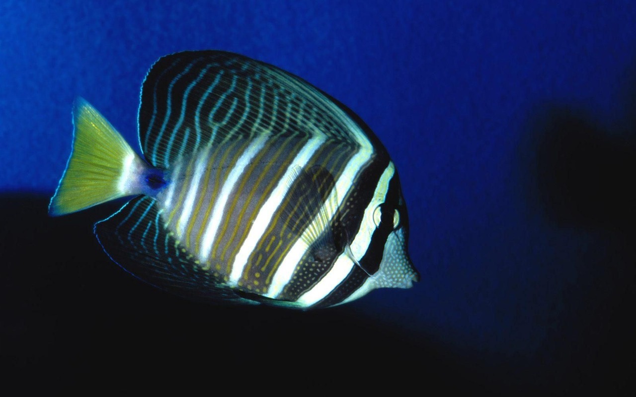 barevné tropické ryby wallpaper alba #15 - 1280x800