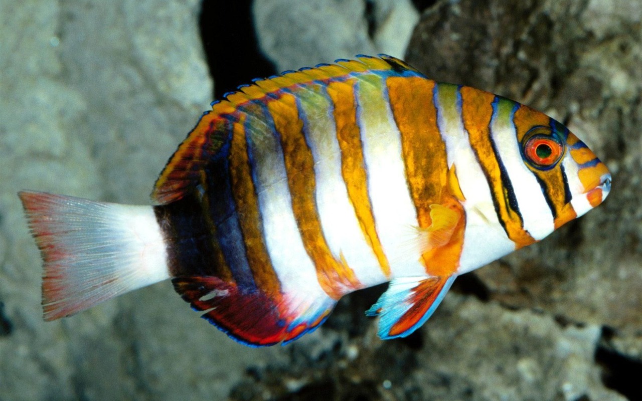 Цветной альбомы тропических рыб обои #16 - 1280x800