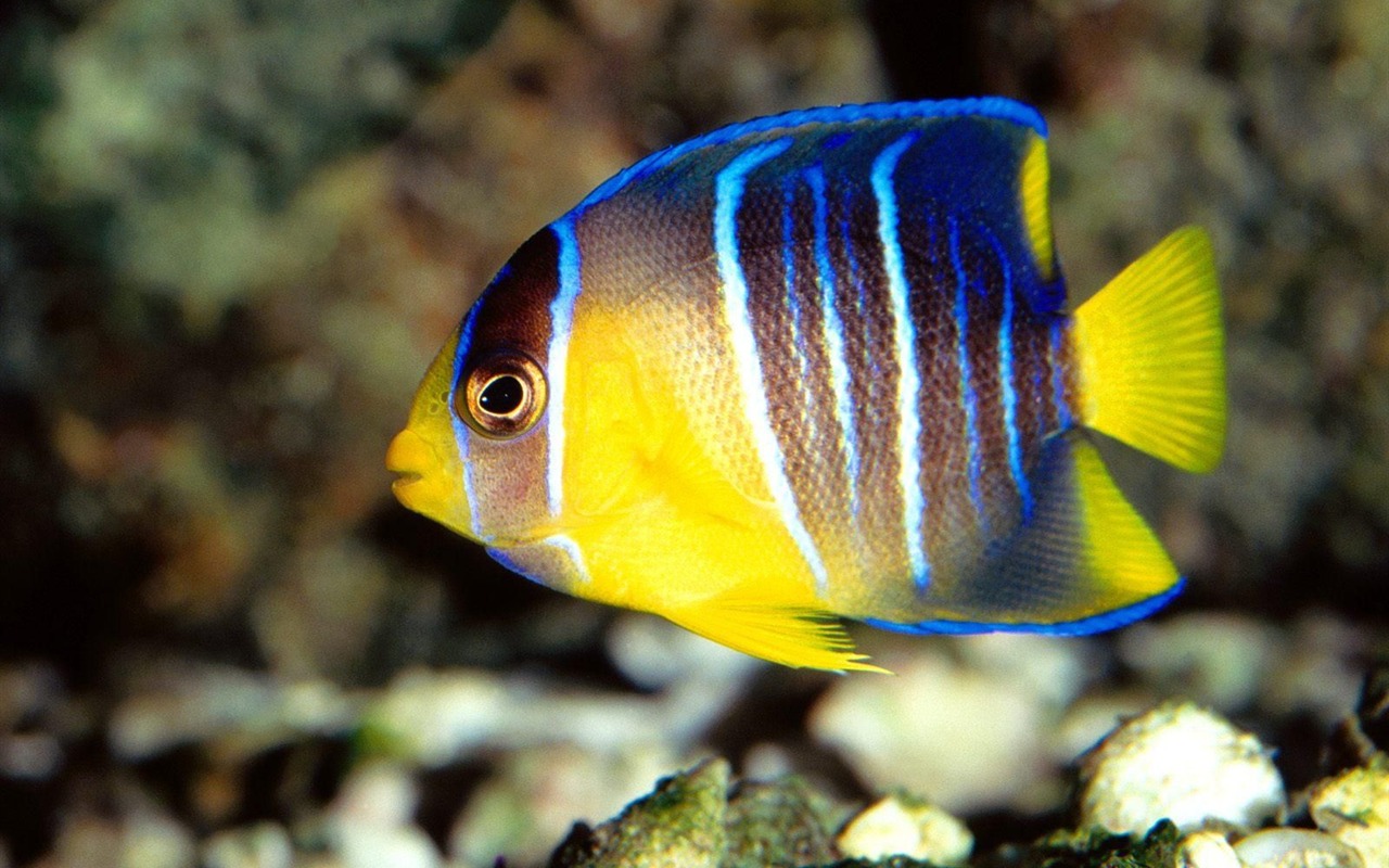 barevné tropické ryby wallpaper alba #20 - 1280x800