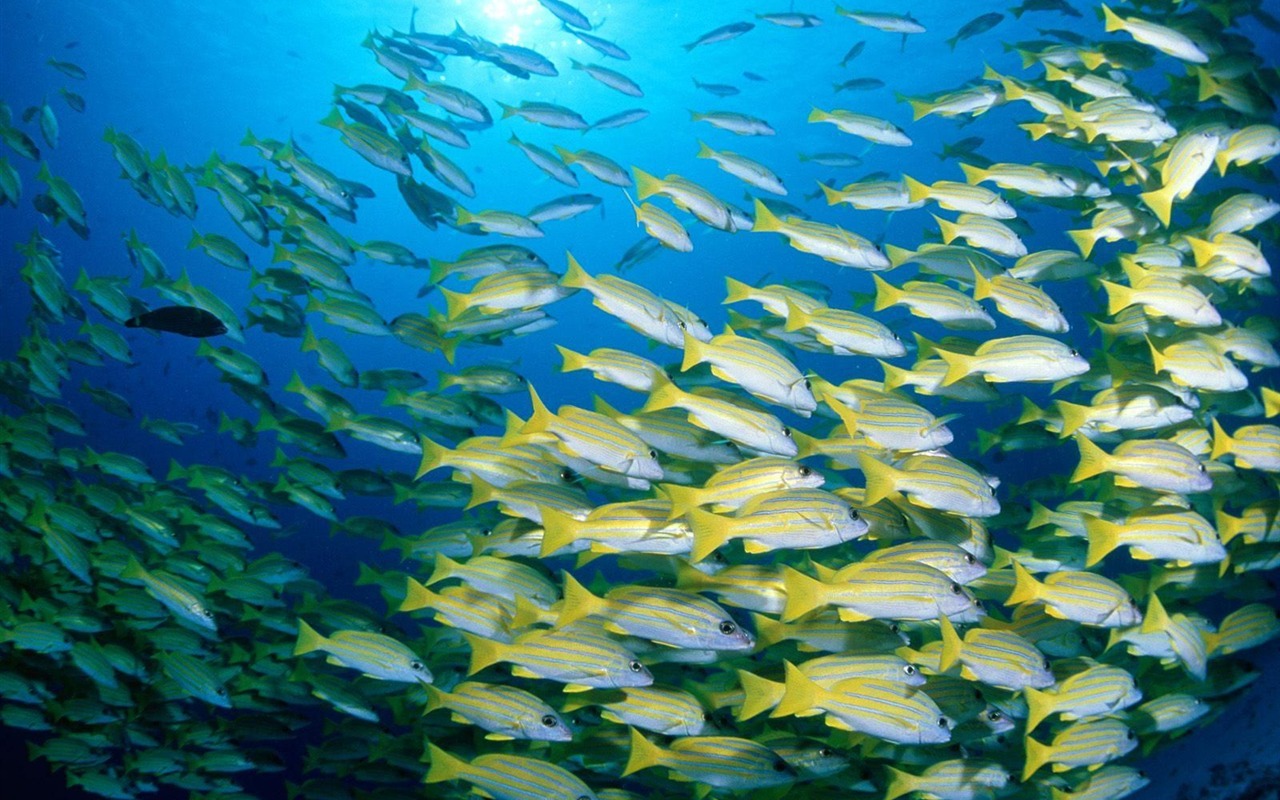 barevné tropické ryby wallpaper alba #22 - 1280x800