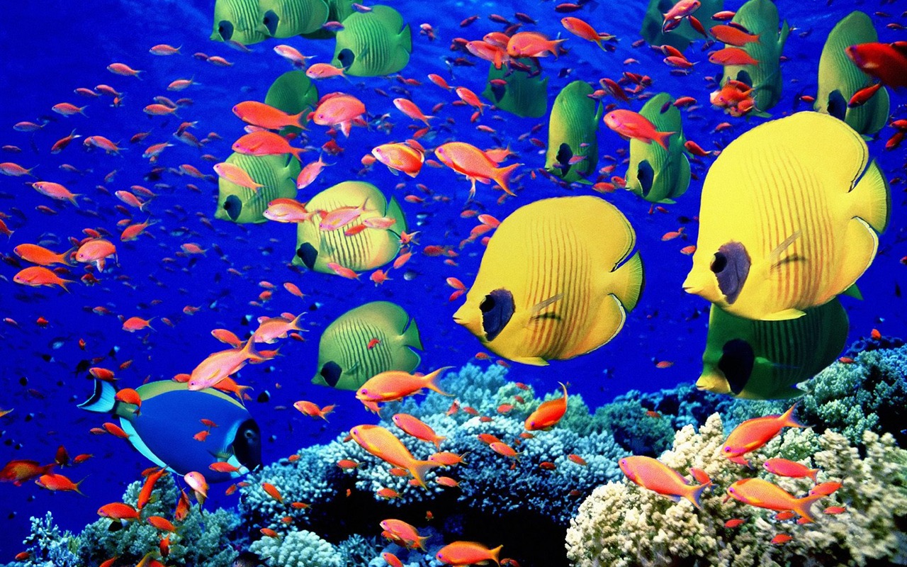 Colorful albums fond d'écran poissons tropicaux #27 - 1280x800