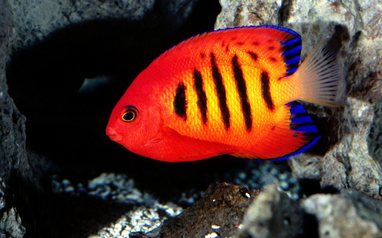 Colorful tropical fish wallpaper albums #1 - 1280x800