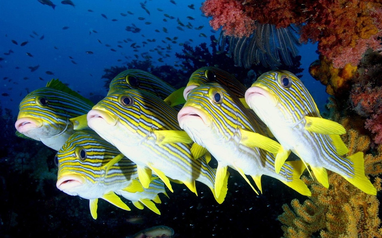 barevné tropické ryby wallpaper alba #11 - 1280x800