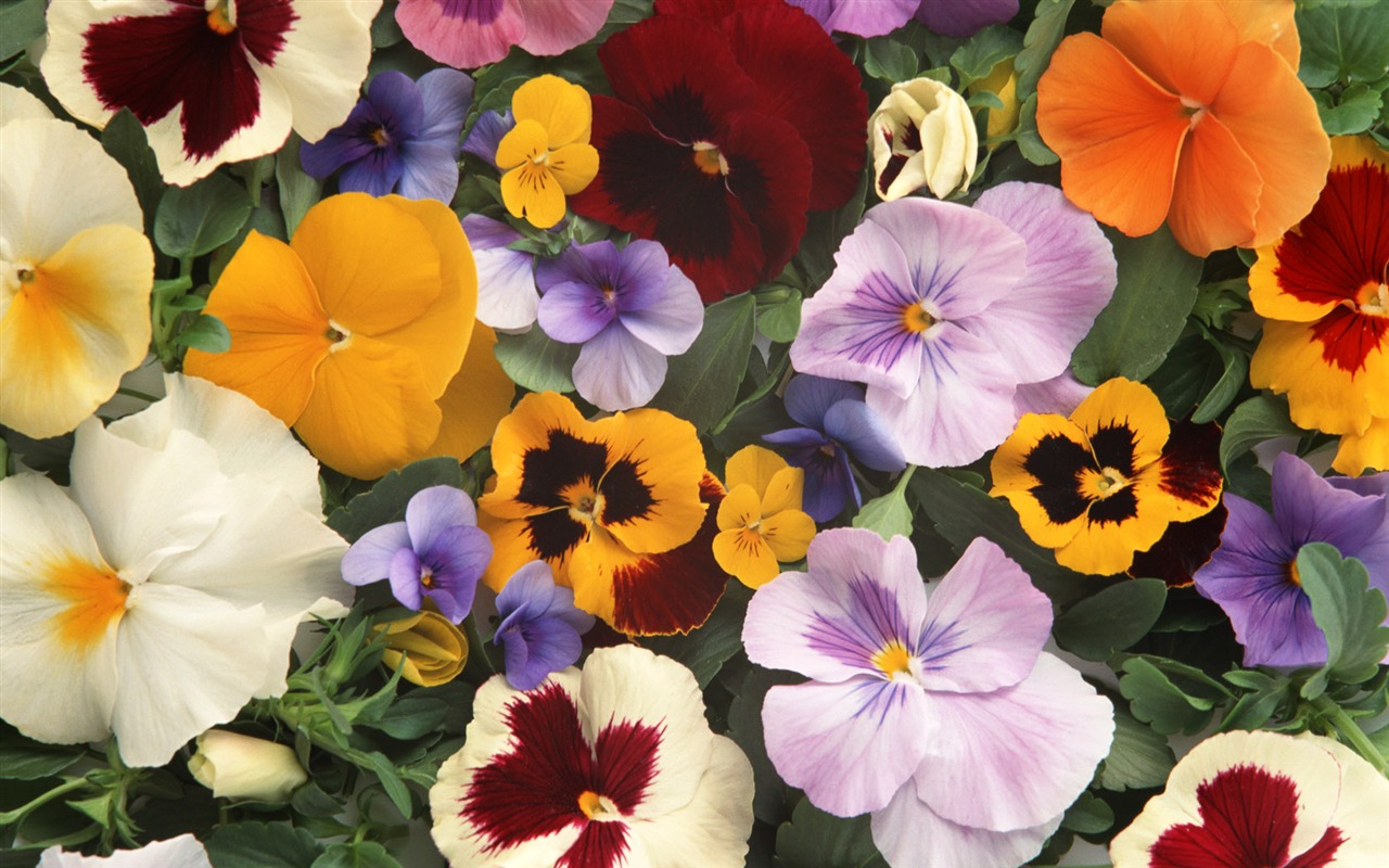 Květiny close-up (14) #1 - 1280x800