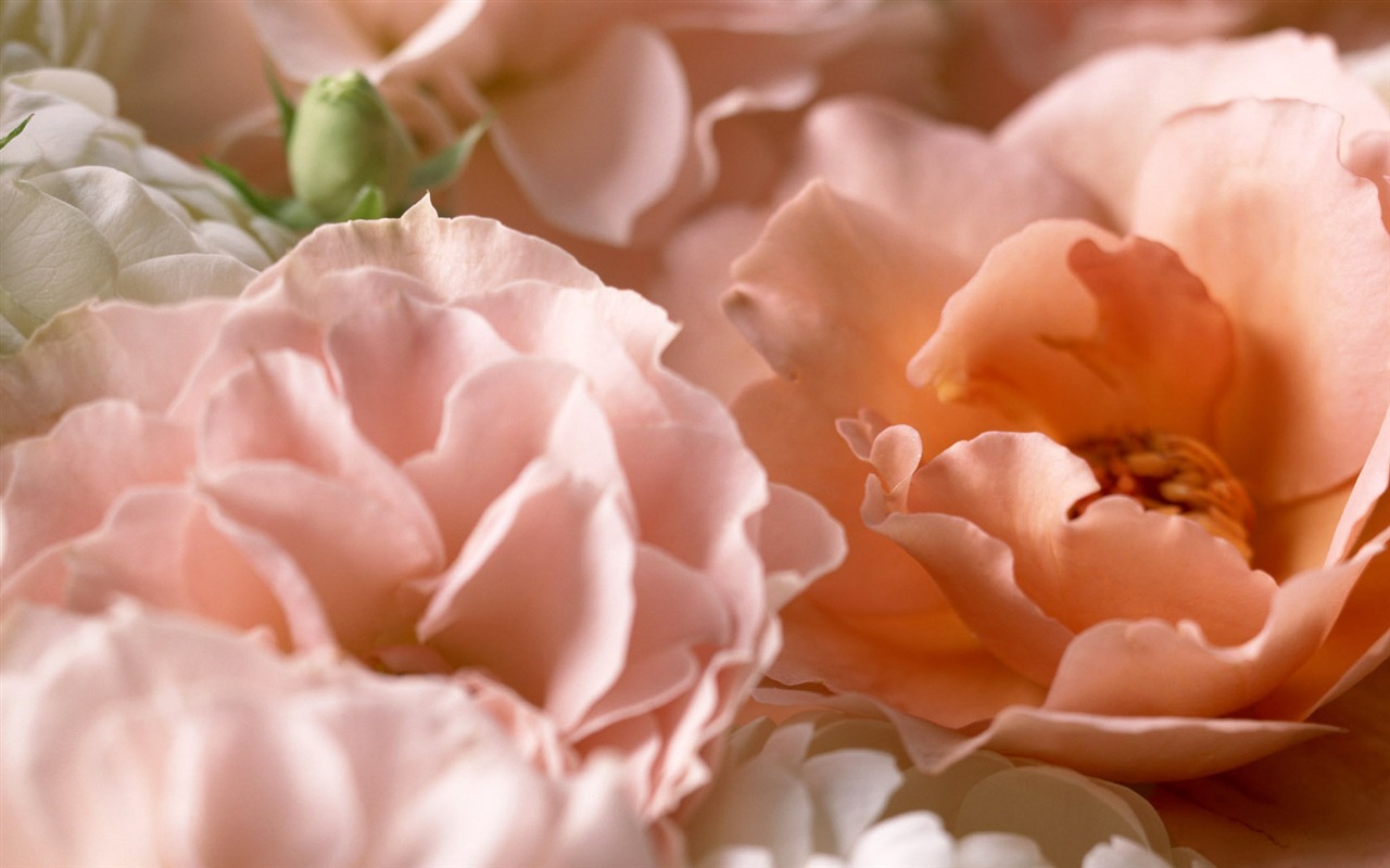 Květiny close-up (14) #3 - 1280x800