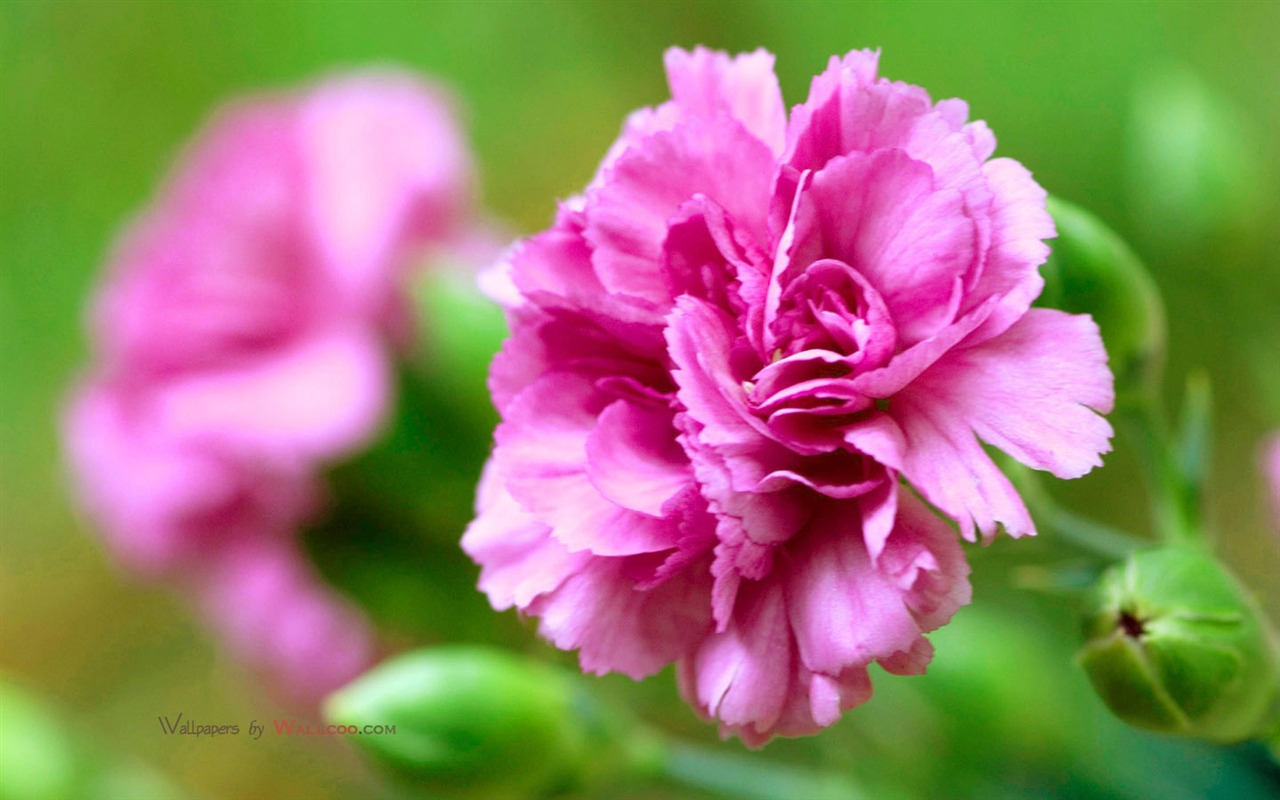 Mother's Day of the carnation wallpaper albums #1 - 1280x800