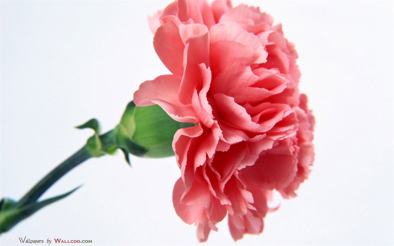 Mother's Day of the carnation wallpaper albums #6 - 1280x800