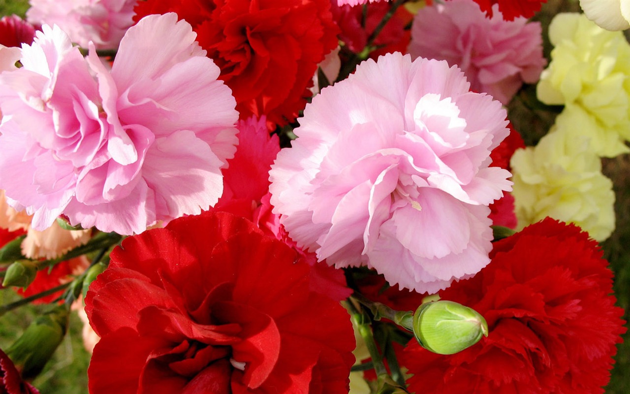 Mother's Day of the carnation wallpaper albums #9 - 1280x800