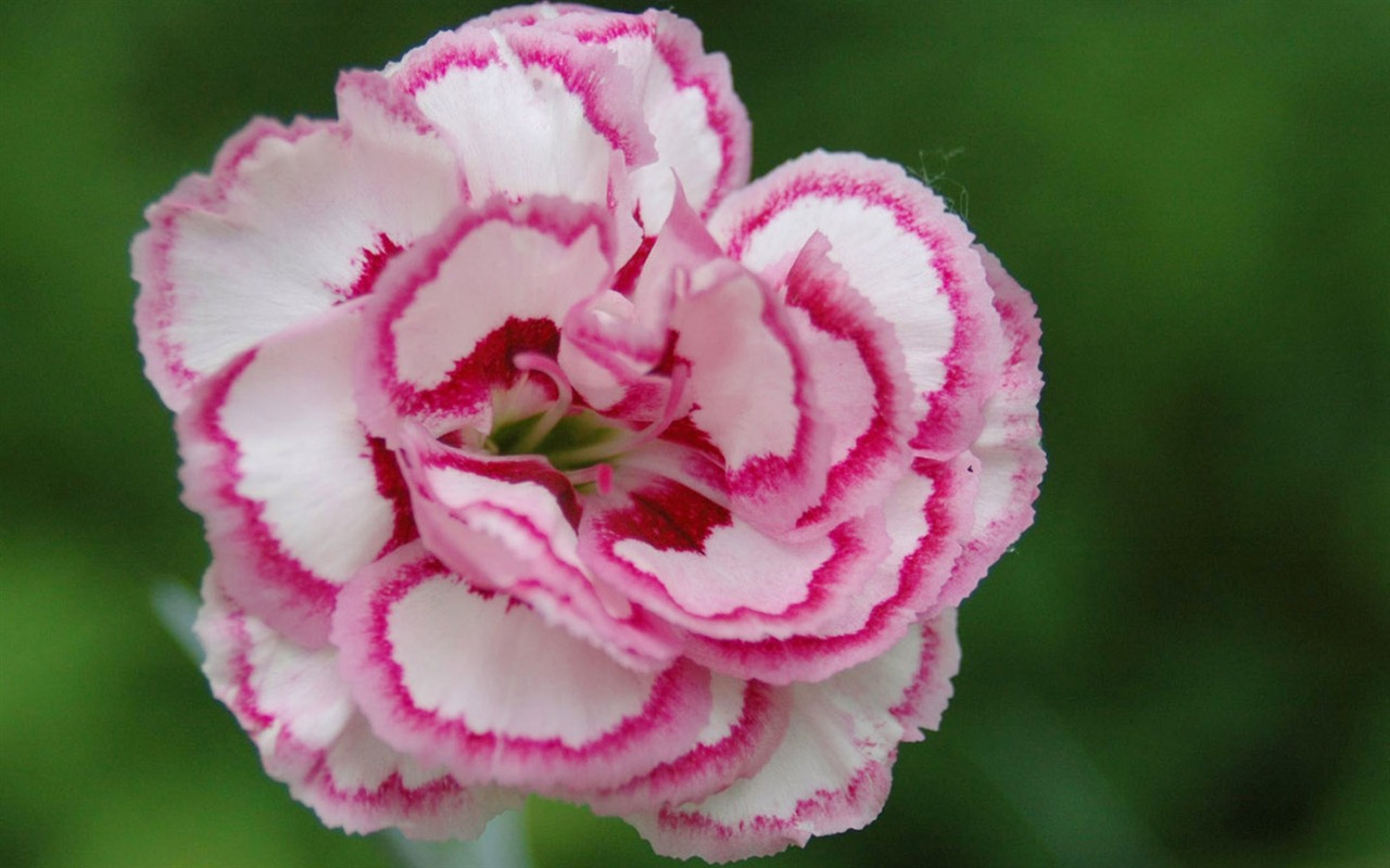 Mother's Day of the carnation wallpaper albums #18 - 1280x800