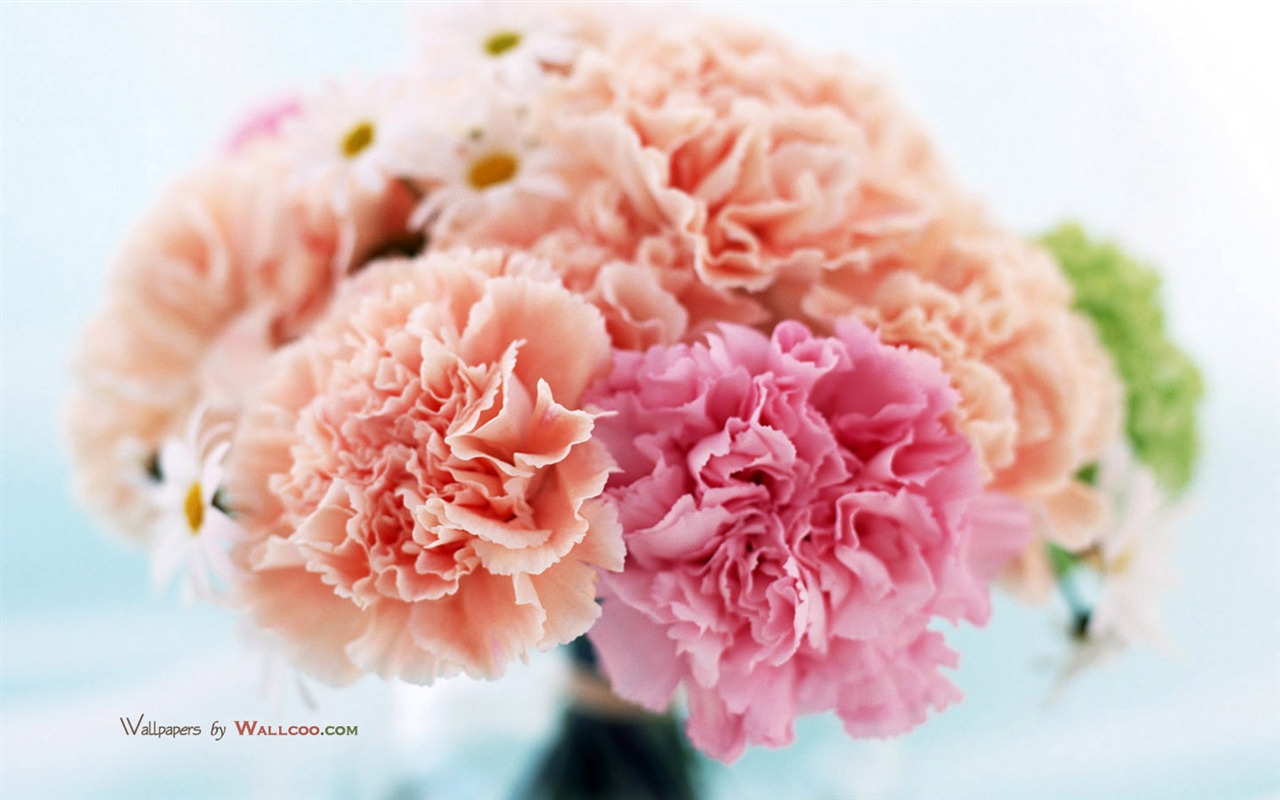 Mother's Day of the carnation wallpaper albums #22 - 1280x800