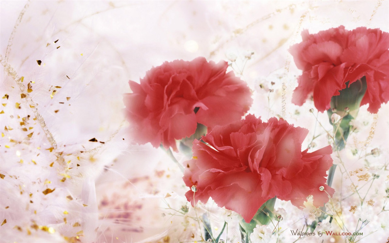 Mother's Day of the carnation wallpaper albums #24 - 1280x800