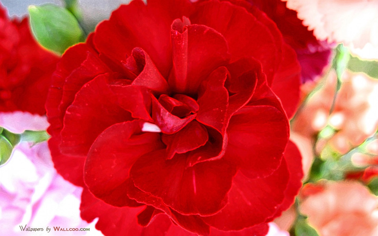 Mother's Day of the carnation wallpaper albums #27 - 1280x800