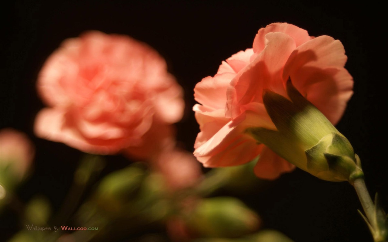 Mother's Day of the carnation wallpaper albums #30 - 1280x800