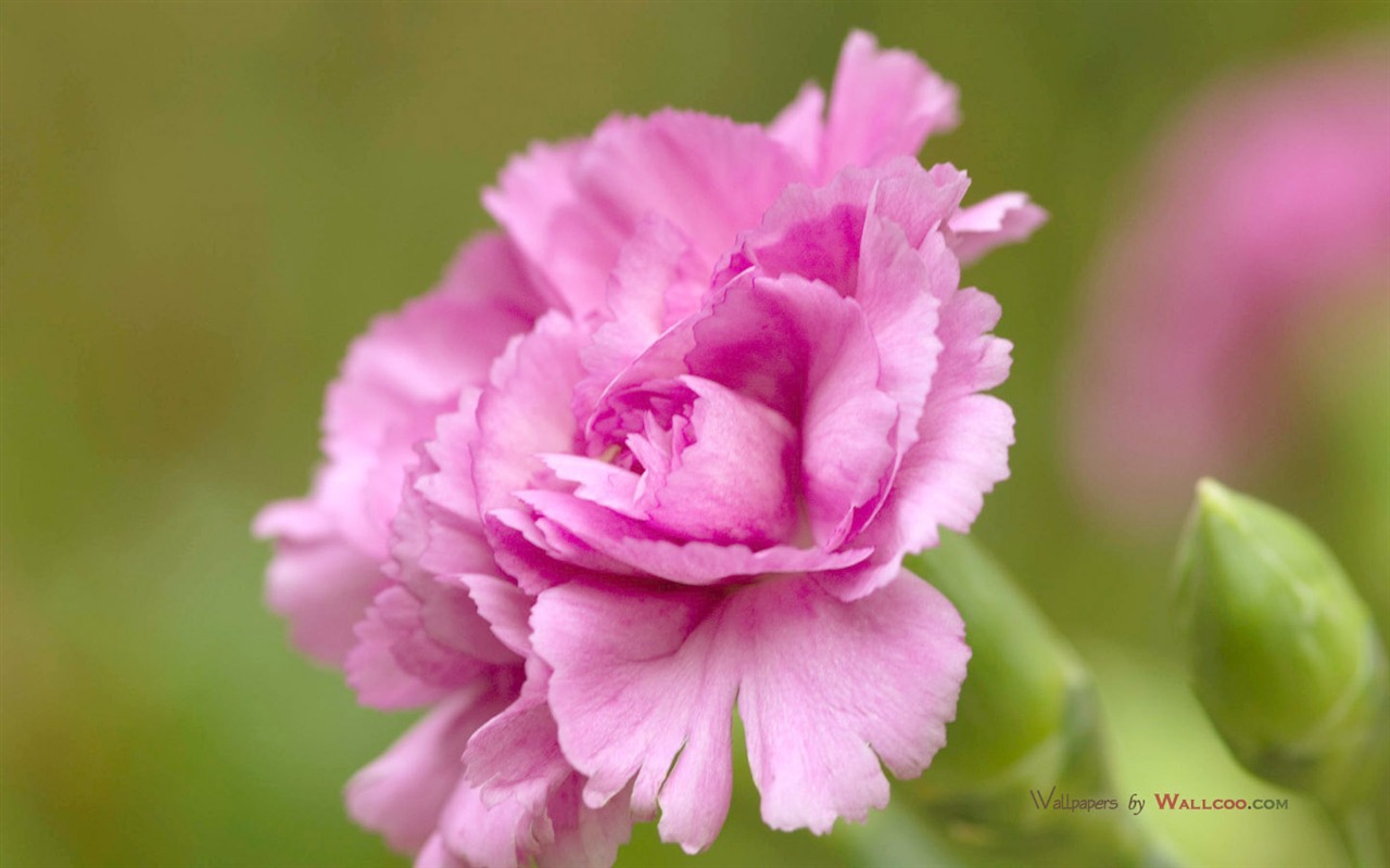 Día de la Madre de los álbumes de los fondos de escritorio de clavel #32 - 1280x800