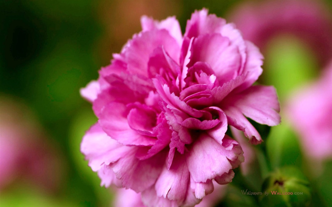 Mother's Day of the carnation wallpaper albums #34 - 1280x800