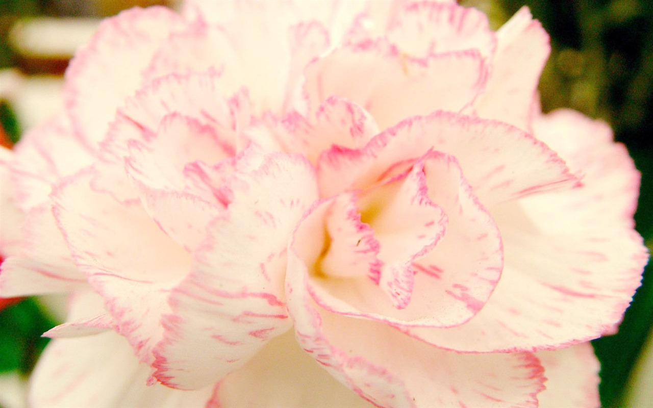 Mother's Day of the carnation wallpaper albums #36 - 1280x800