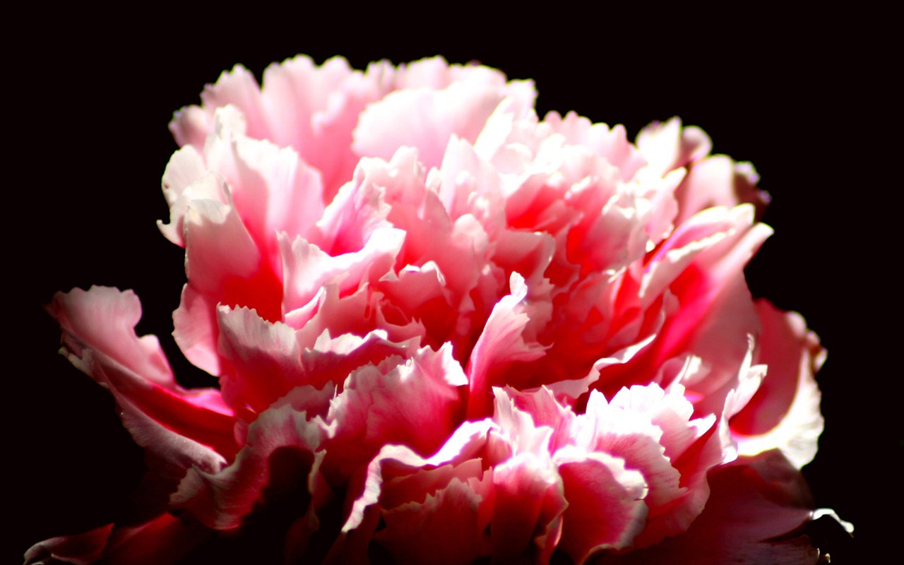 Mother's Day of the carnation wallpaper albums #38 - 1280x800