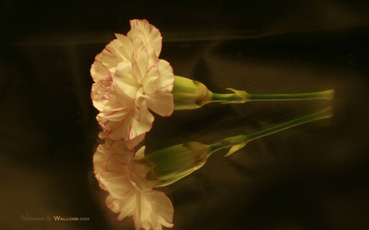 Mother's Day of the carnation wallpaper albums #39 - 1280x800
