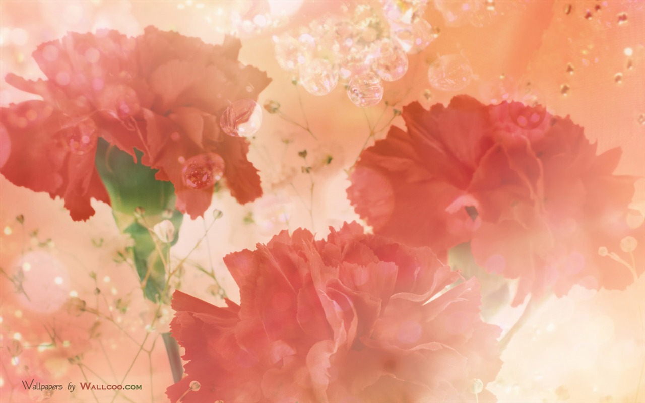 Mother's Day of the carnation wallpaper albums #40 - 1280x800