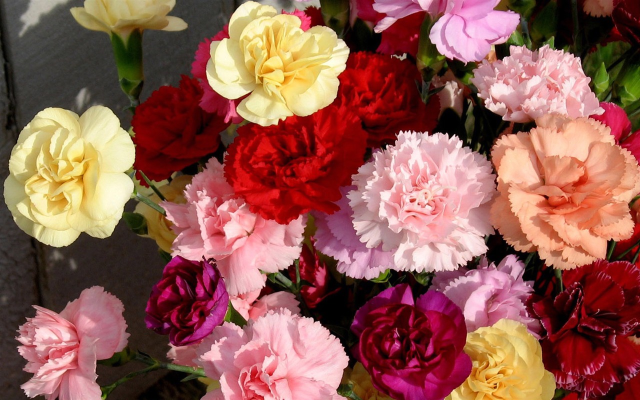 Mother's Day of the carnation wallpaper albums #44 - 1280x800