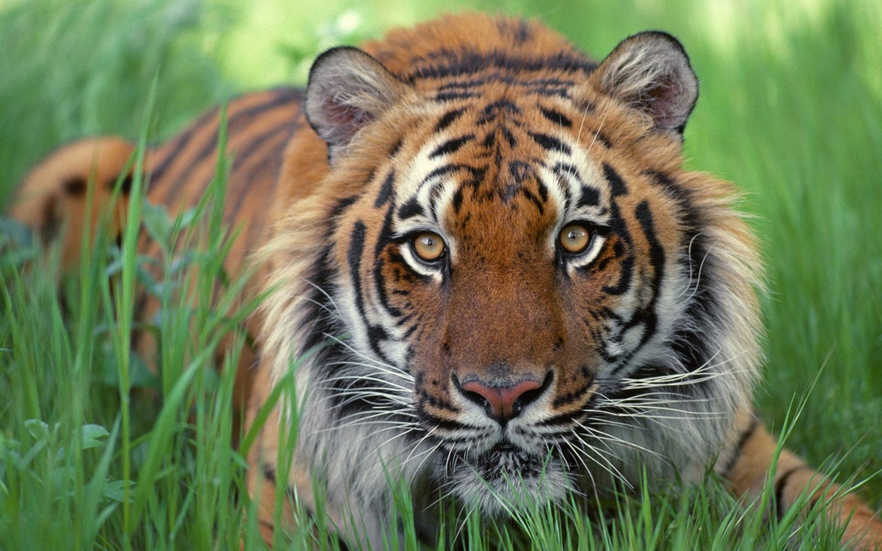 Tiger Фото обои (2) #2 - 1280x800