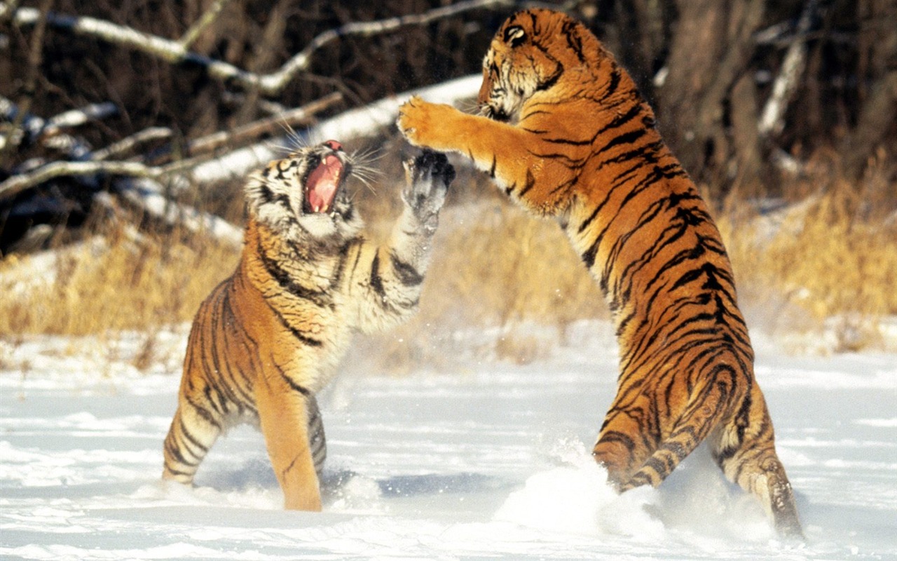 Tiger Фото обои (2) #4 - 1280x800