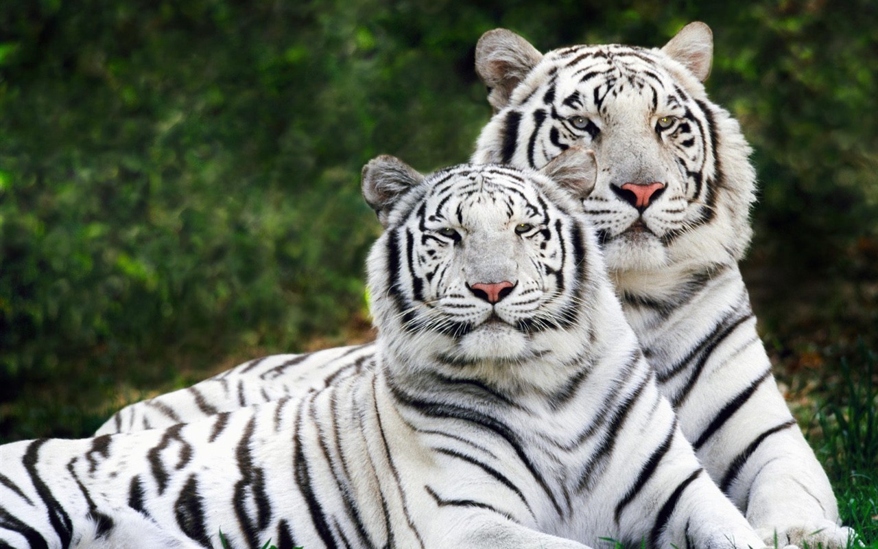 Foto Wallpaper Tigre (2) #6 - 1280x800