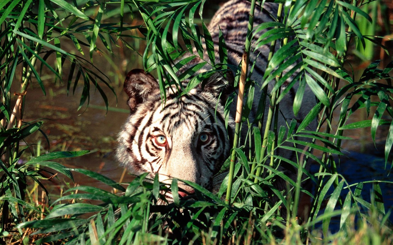 Tiger Фото обои (2) #7 - 1280x800