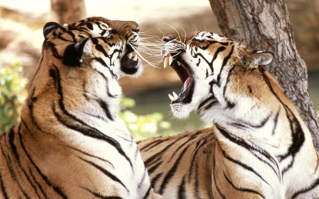 Tiger Фото обои (2) #8 - 1280x800