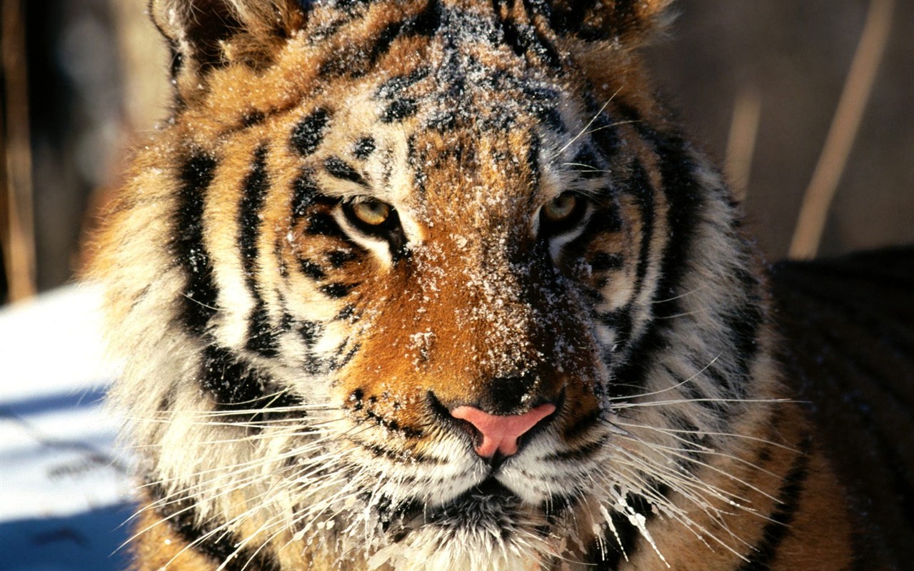 Tiger Foto tapety (2) #10 - 1280x800