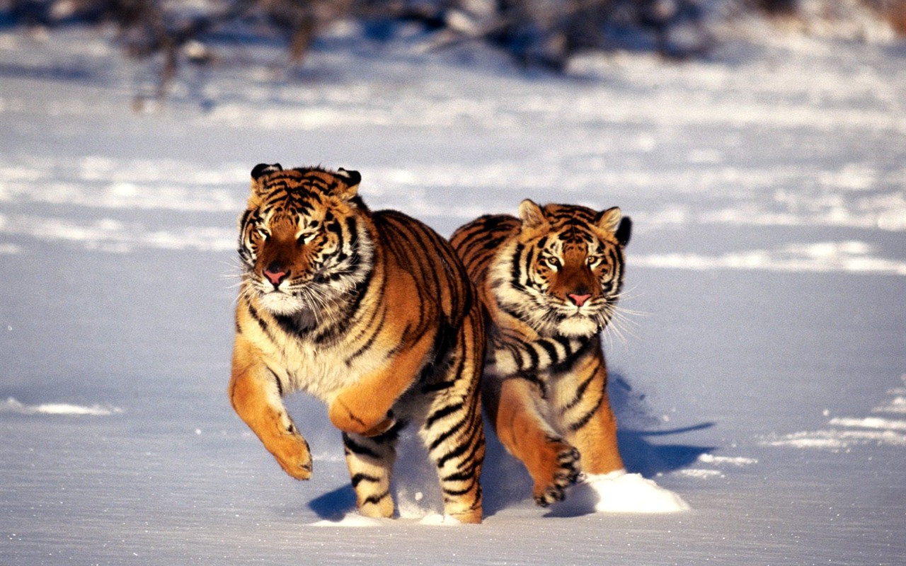 Tiger Фото обои (2) #13 - 1280x800