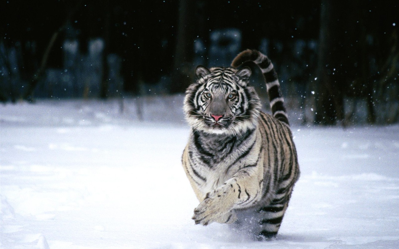 Tiger Фото обои (2) #14 - 1280x800
