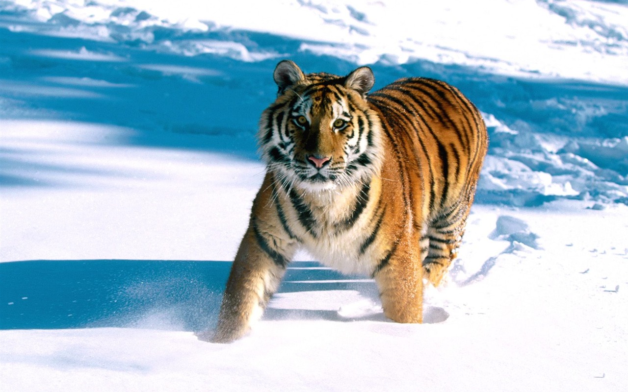 Tiger Фото обои (2) #15 - 1280x800
