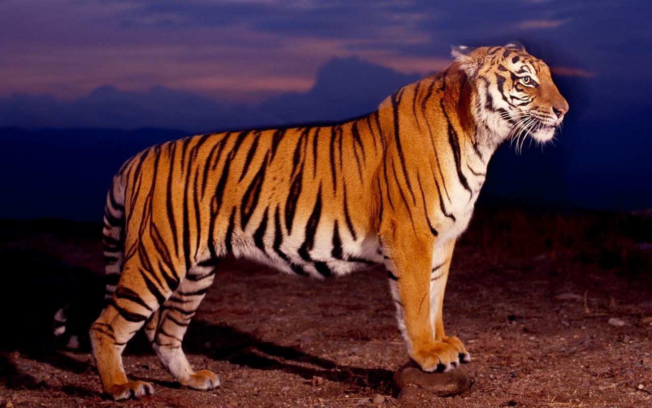 Tiger Фото обои (2) #16 - 1280x800