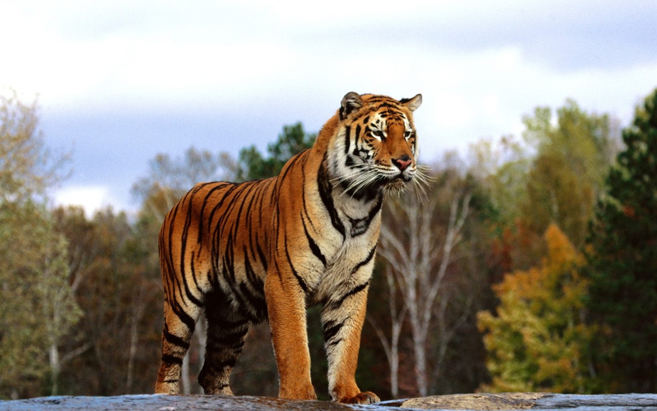 Tiger Фото обои (2) #17 - 1280x800