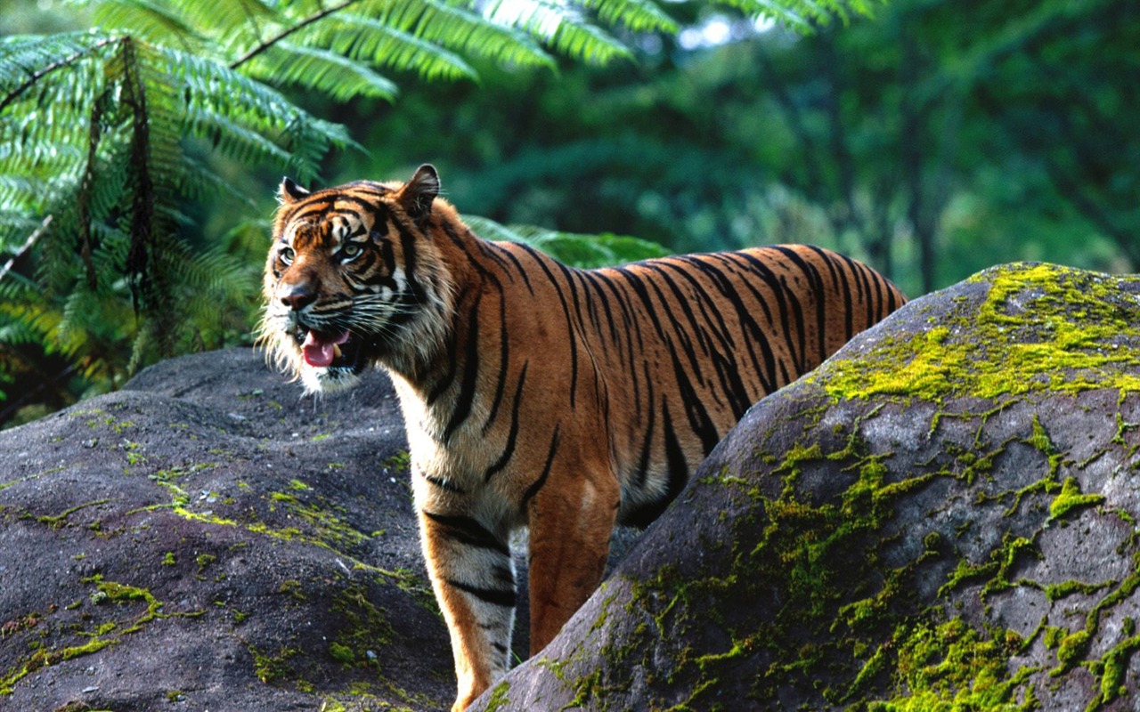 Tiger Фото обои (2) #18 - 1280x800