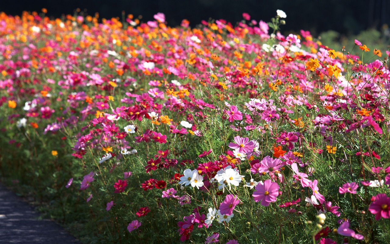 Flowers close-up (16) #7 - 1280x800