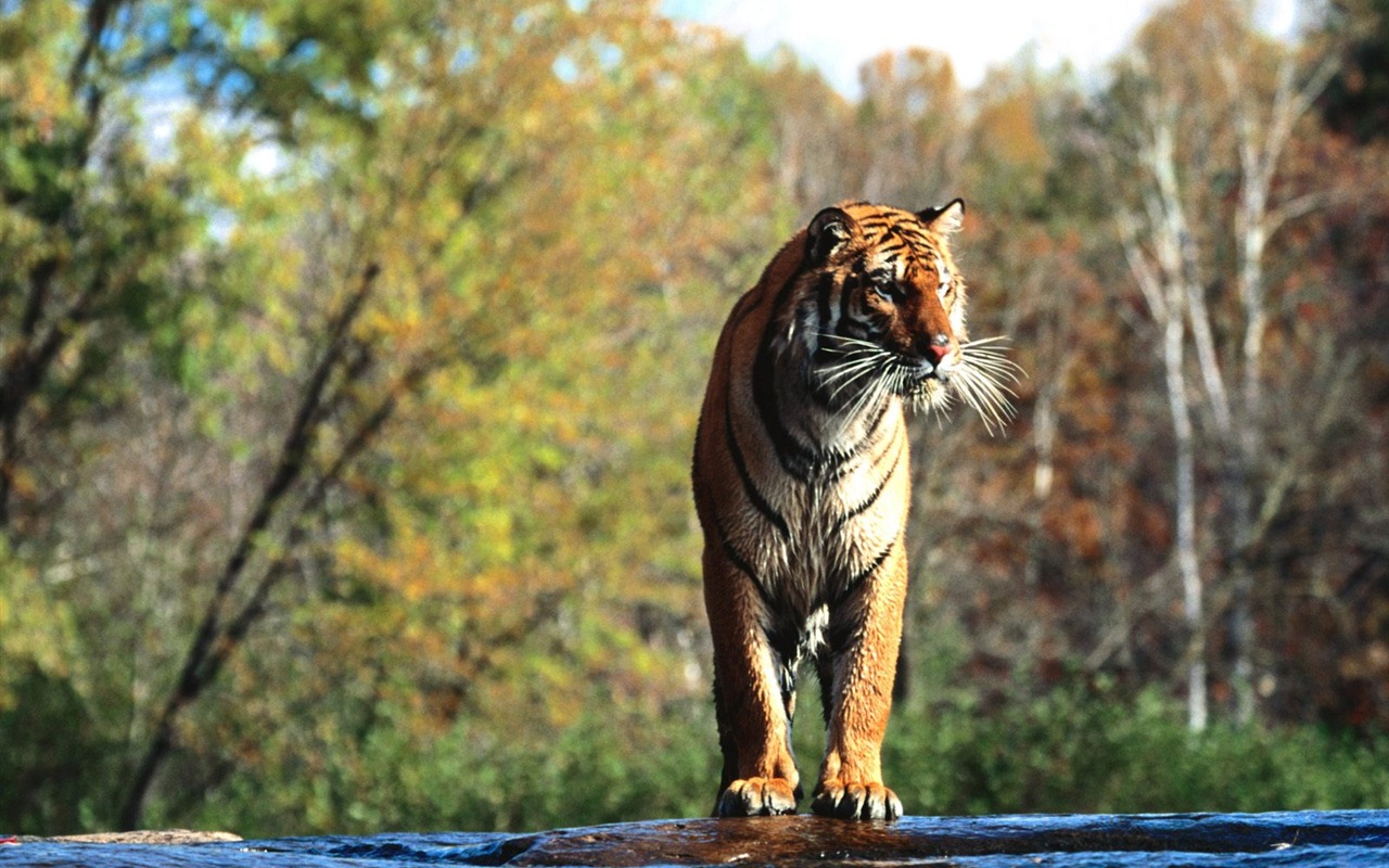 Fond d'écran Tiger Photo (3) #9 - 1280x800