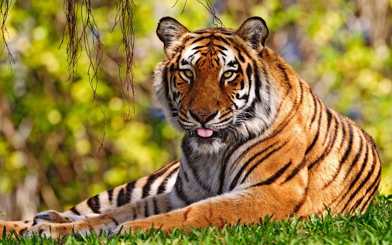 Fond d'écran Tiger Photo (3) #10 - 1280x800
