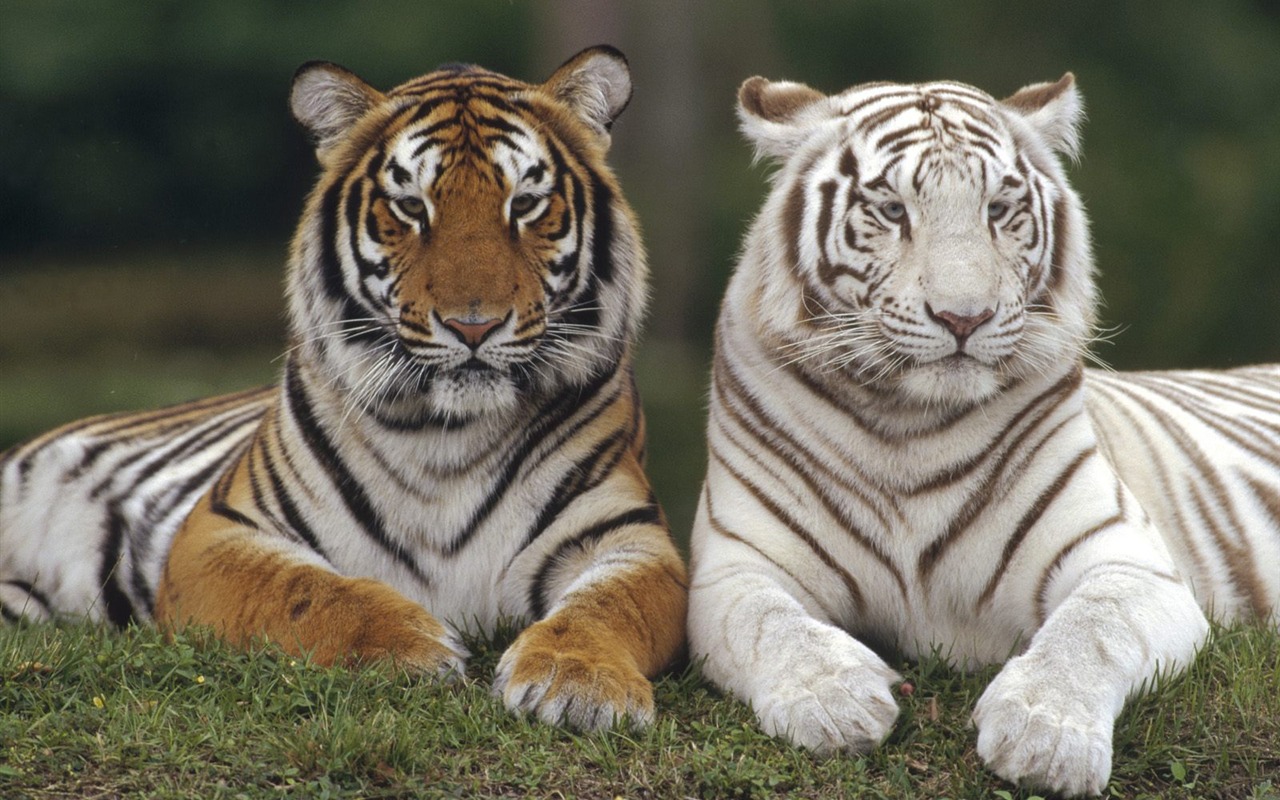 Foto Wallpaper Tigre (3) #13 - 1280x800